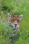 Leopard Hiding In Grass Stock Photo