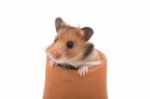 Hamster (syrian Hamster) In Clay Pot On White Background Stock Photo