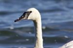 Image Of A Trumpeter Swan Swimming In Lake Stock Photo