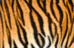 Tiger Skin Stock Photo