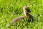 Isolated Photo Of A Chick Of Canada Geese Stock Photo