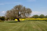 Rape In The Essex Countryside Stock Photo