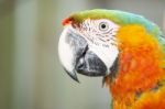 Close Up Of The Macaw Bird Stock Photo