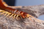 Centipede Stock Photo