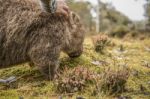 Adorable Large Wombat During The Day Looking For Grass To Eat Stock Photo