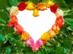 Heart Symbol Of Colorful Roses Stock Photo