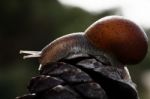 Snail Walking Stock Photo