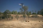 Windmill And Cows In The Countryside During The Day Stock Photo