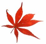 Red Leaf Stock Photo