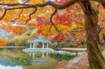 Naejangsan,korea - November 1: Tourists Taking Photos Of The Beautiful Scenery Around Naejangsan Park,south Korea During Autumn Season On November 1, 2015 Stock Photo