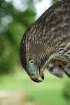 Goshawk Stock Photo