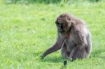 Gelada Baboon (theropithecus Gelada) Stock Photo