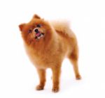 Pomeranian Spitz Dog Stock Photo