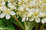 Blossoming Mountain Ash Stock Photo