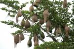 Bird Nest On Tree Stock Photo