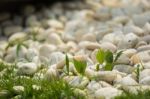 Pebbles And Grass Stock Photo