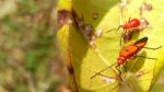 Insect Stock Photo