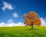 Autumn Tree In The Field Stock Photo