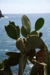 Succulents That Grow Wild On The Rocks B Stock Photo