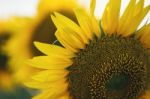 Sunflowers In A Field In The Afternoon Stock Photo