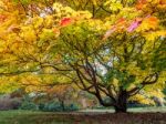 Acer Soccharinum Tree In Autumn Stock Photo