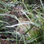 Fishing Cat (prionailurus Viverrinus) Stock Photo