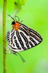 Club Silverline Or Spindasis Syama Terana Butterfly Stock Photo