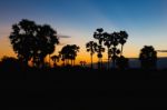 Silhouette Of Toddy Palm At Sunset Or Twilight Time Golden Blue Sky Backlight In Jasmine Rice Field Countryside Thailand Stock Photo