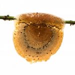 Honeycomb With Honey And Bee On Bamboo Branch, Isolated On White Stock Photo