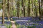 Bluebells In Wepham Wood Stock Photo