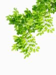 Green Leaves Isolated On White Background Stock Photo