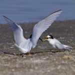 Little Tern Stock Photo