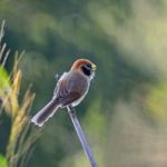 Spot-breasted Parrotbill Stock Photo