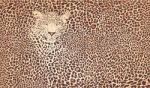 Pattern Background Leopard Stock Photo