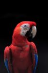 Scarlet Macaw Close Up Stock Photo