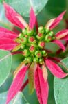 Leaves And Flower Of Poinsettia Stock Photo