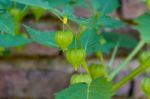 Cardiospermum Halicacabum Plant Chinese Lantern Creeper With Bricks Background Stock Photo