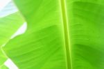 Banana Leaf  Background Stock Photo