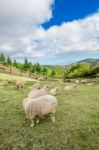 Sheeps Stock Photo