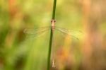 Cute Damselfly On Nature Stock Photo