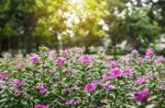 Purple Flowers With Sunlight Stock Photo