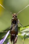 Adela Collicolella Nocturnal Moth Stock Photo