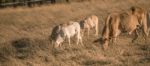 Baby Cows In The Countryside Stock Photo