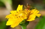 Ant On Yellow Flower Stock Photo