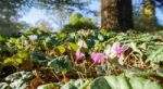 Wild Cyclamen (persicum) Stock Photo