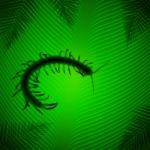 Centipede Shadow On Banana Leaf Stock Photo