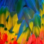 Scarlet Macaw Feathers Stock Photo