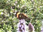 Butterfly On The Flowers Stock Photo