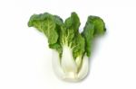 Canton Pak Choi Stock Photo