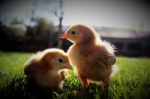 Baby Chickens Stock Photo